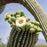 Volcanic Rock Mortar & Pestle - Molcajete - Saguaro Cactus - 10"