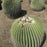Volcanic Rock Mortar & Pestle - Molcajete - Barrel (Biznaga) Cactus - 10"