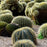 Volcanic Rock Mortar & Pestle - Molcajete - Barrel (Biznaga) Cactus - 8"