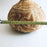 Natural Carved Gourd Tortillero