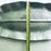 Pewter Serving Plate - Banana Leaf - Large